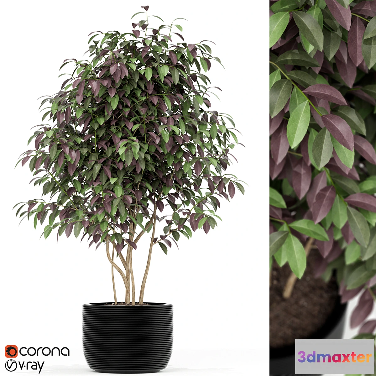 1357553 - Plants collection 162 3D Max