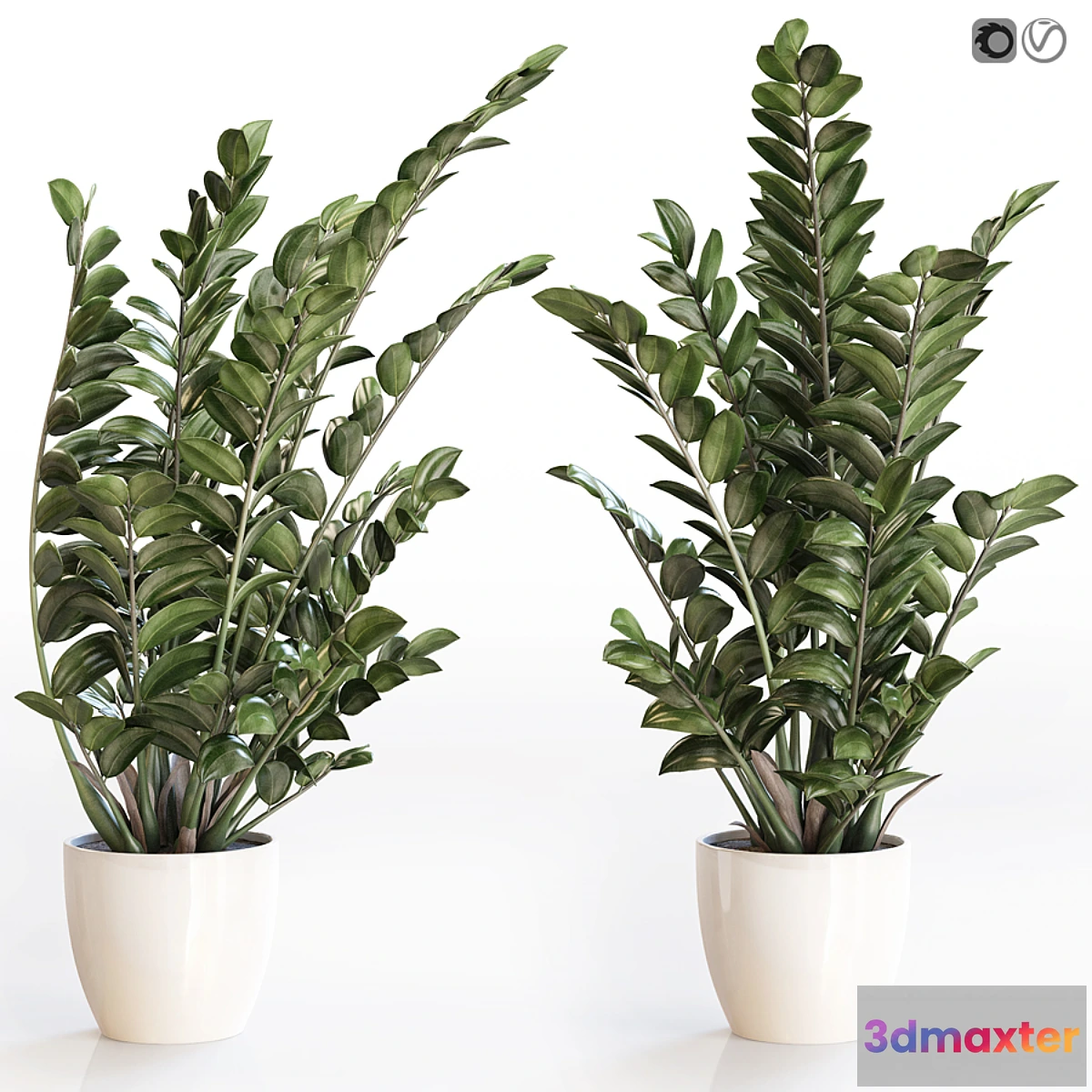 1357634 - Angular flowerpot Zamiokulkas in a white vase 3D Max