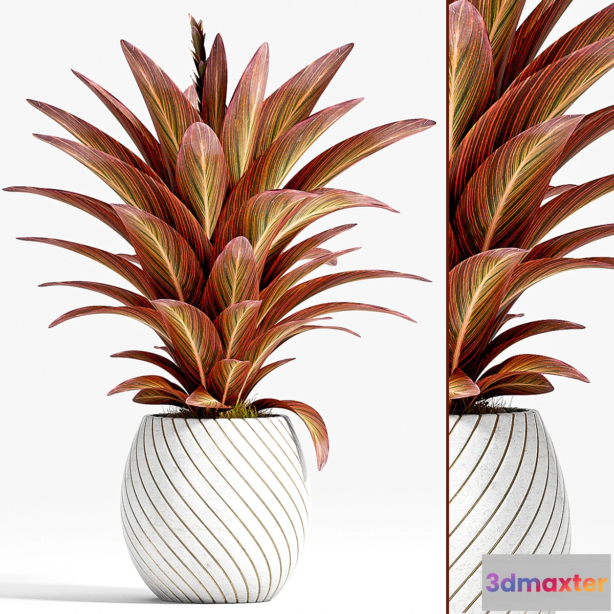 1357745 - PLANT - 74 3D Max