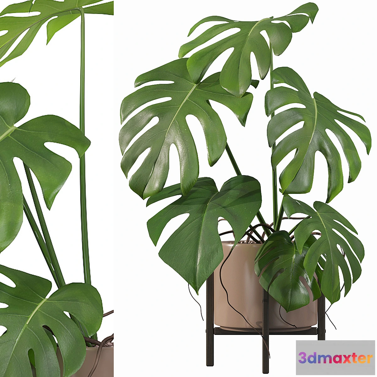 1394344 - Plants collection 034 - Monstera 3D Max