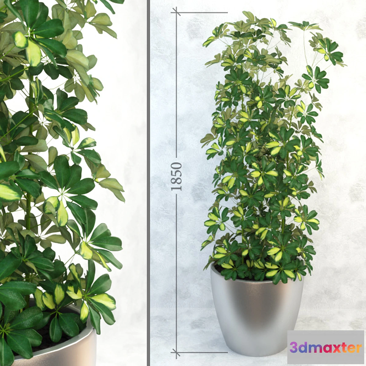 1395040 - Schefflera _ Column 3D Max