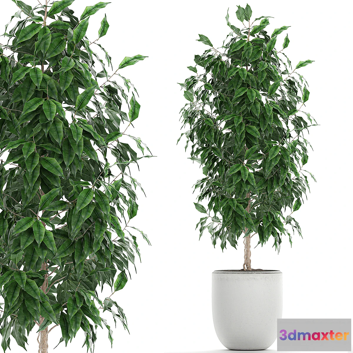 1395782 - A small beautiful interior tree in a white pot with Ficus Benjamin. Set 554. 3D Max