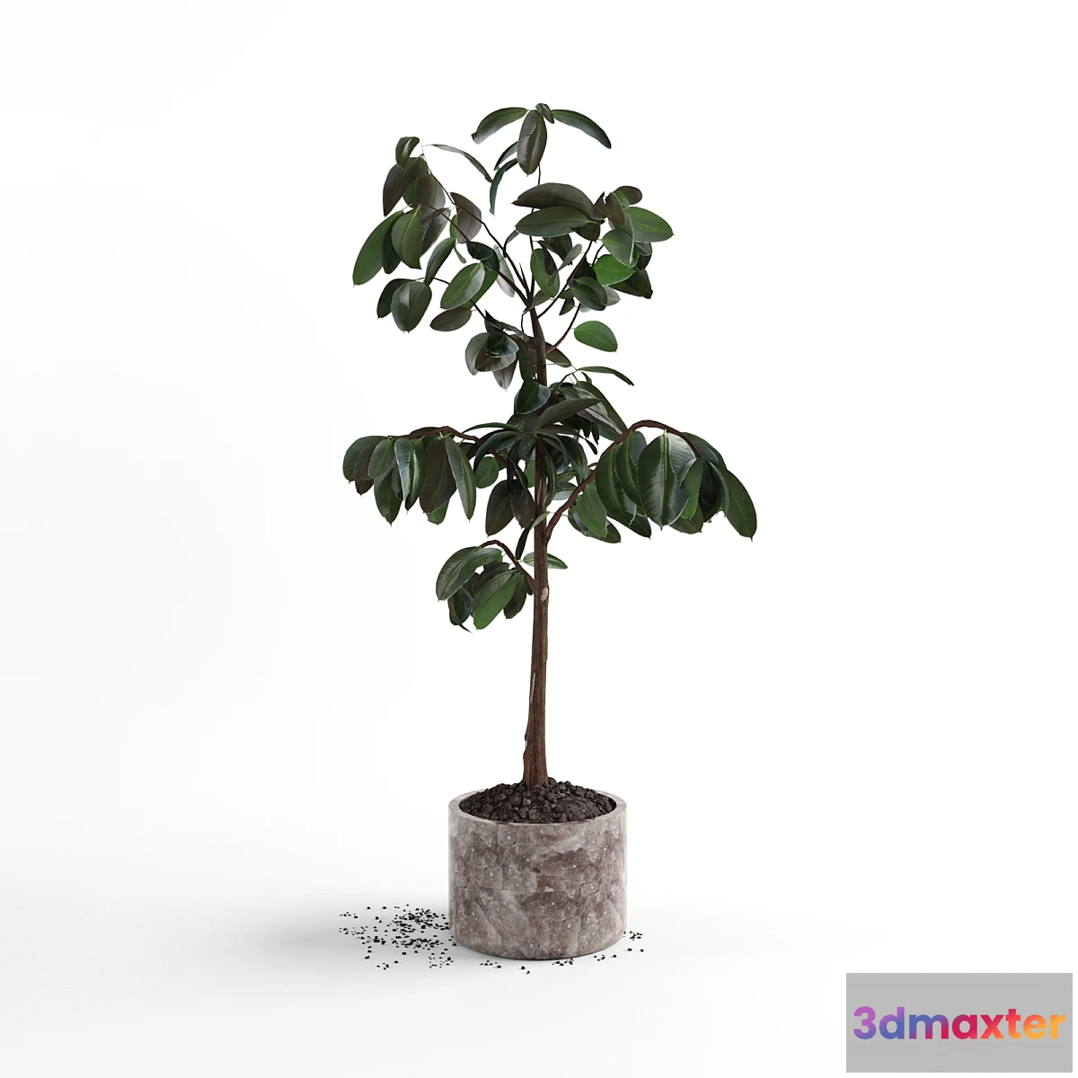 1395842 - Ficus plant 3D Max