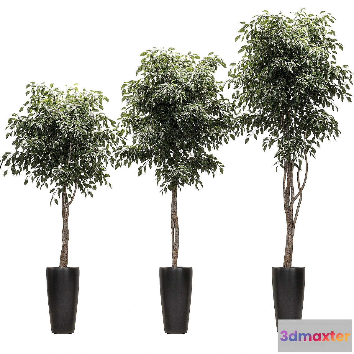 1396222 - Ficus Benjamin Nitida on a bole. 3 models 3D Max