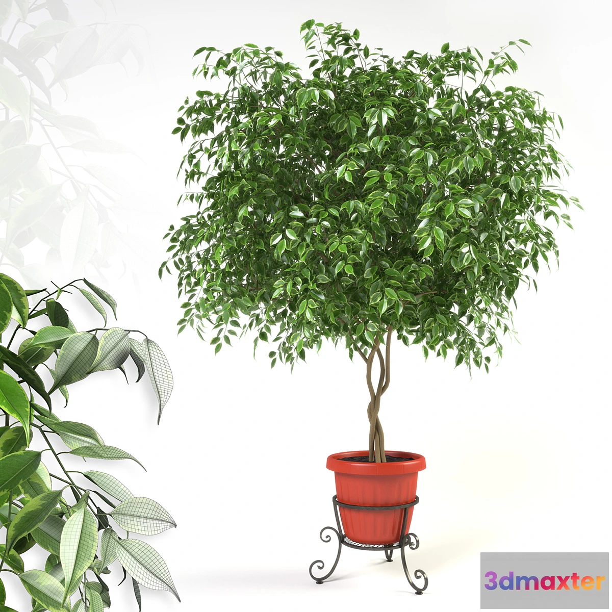 1396344 - Ficus benjamina on forged stand 3D Max