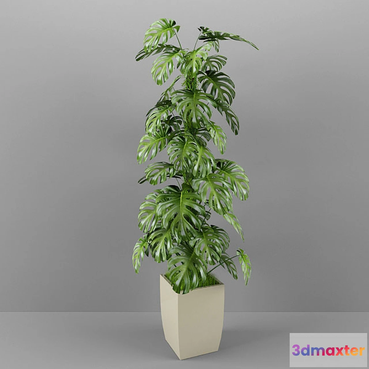 1396404 - Monstera 3D Max