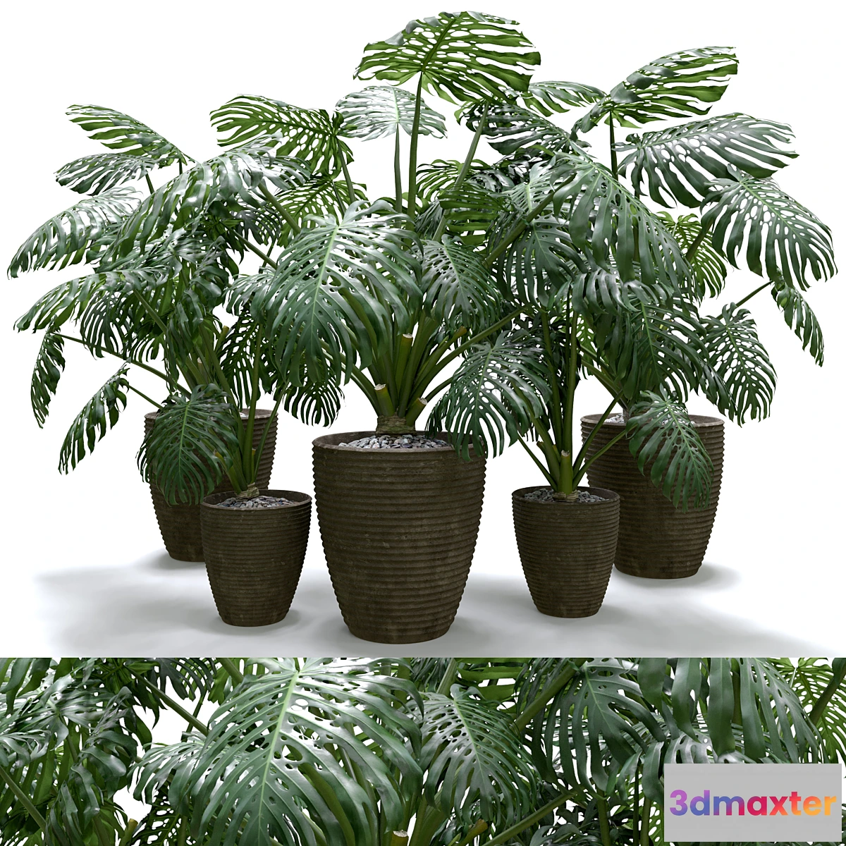 1397142 - Monstera Deliciosa Plant Set 3D Max
