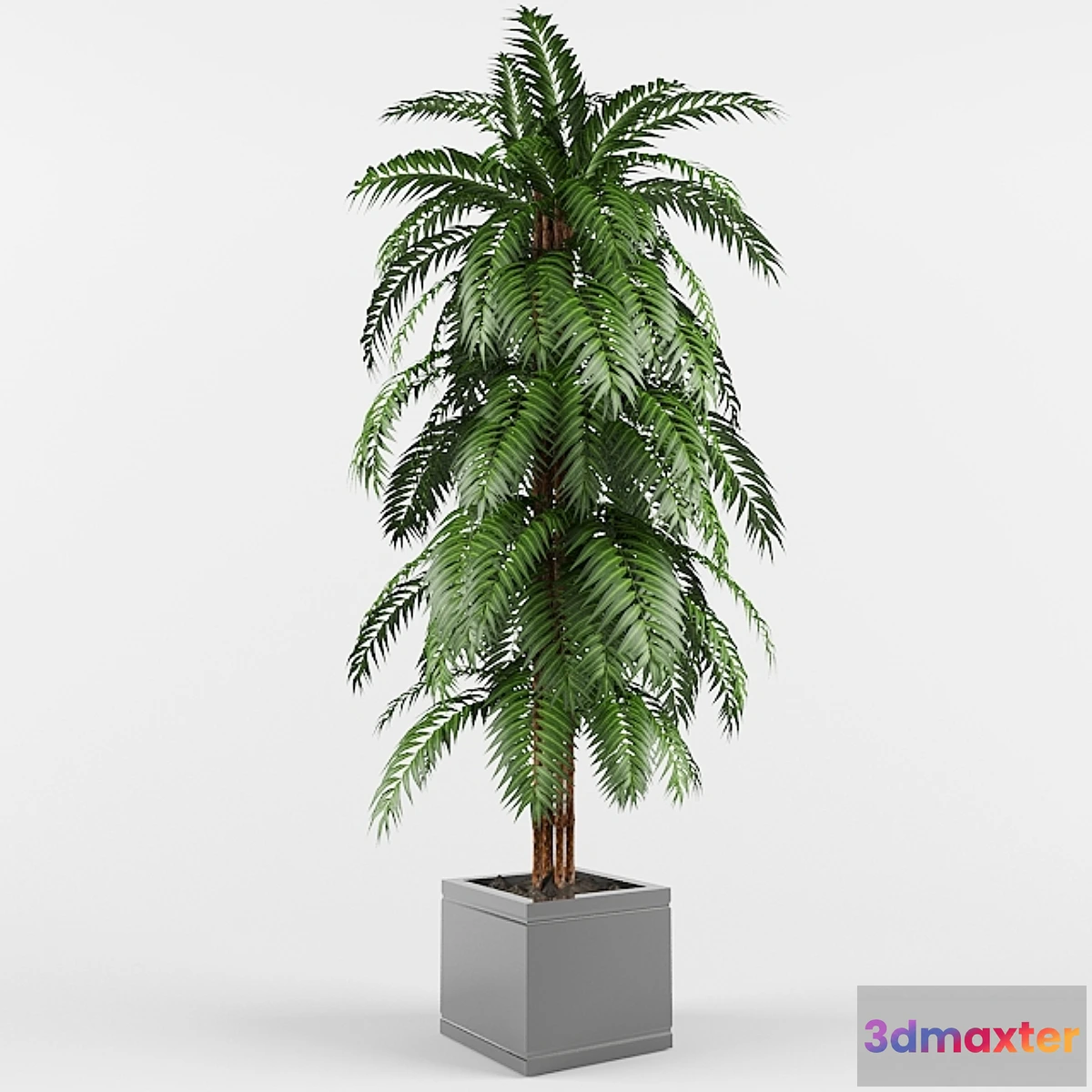 1397650 - plant 3D Max