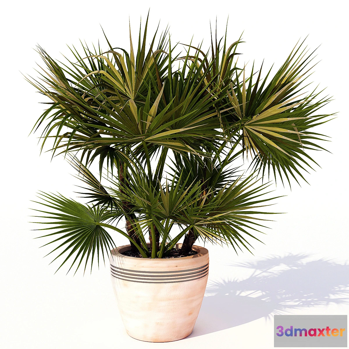 1400462 - Acoelorrhaphe_wrightii 3D Max