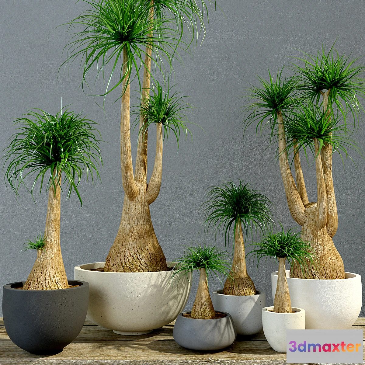1400524 - Group Bokarneya palms (Beaucarnea) 3D Max