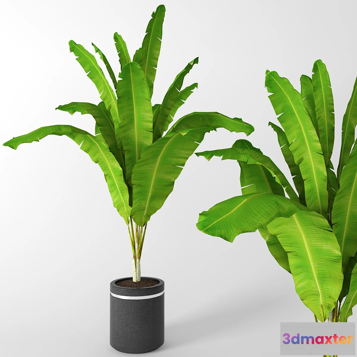 1401106 - Banana palm 3D Max