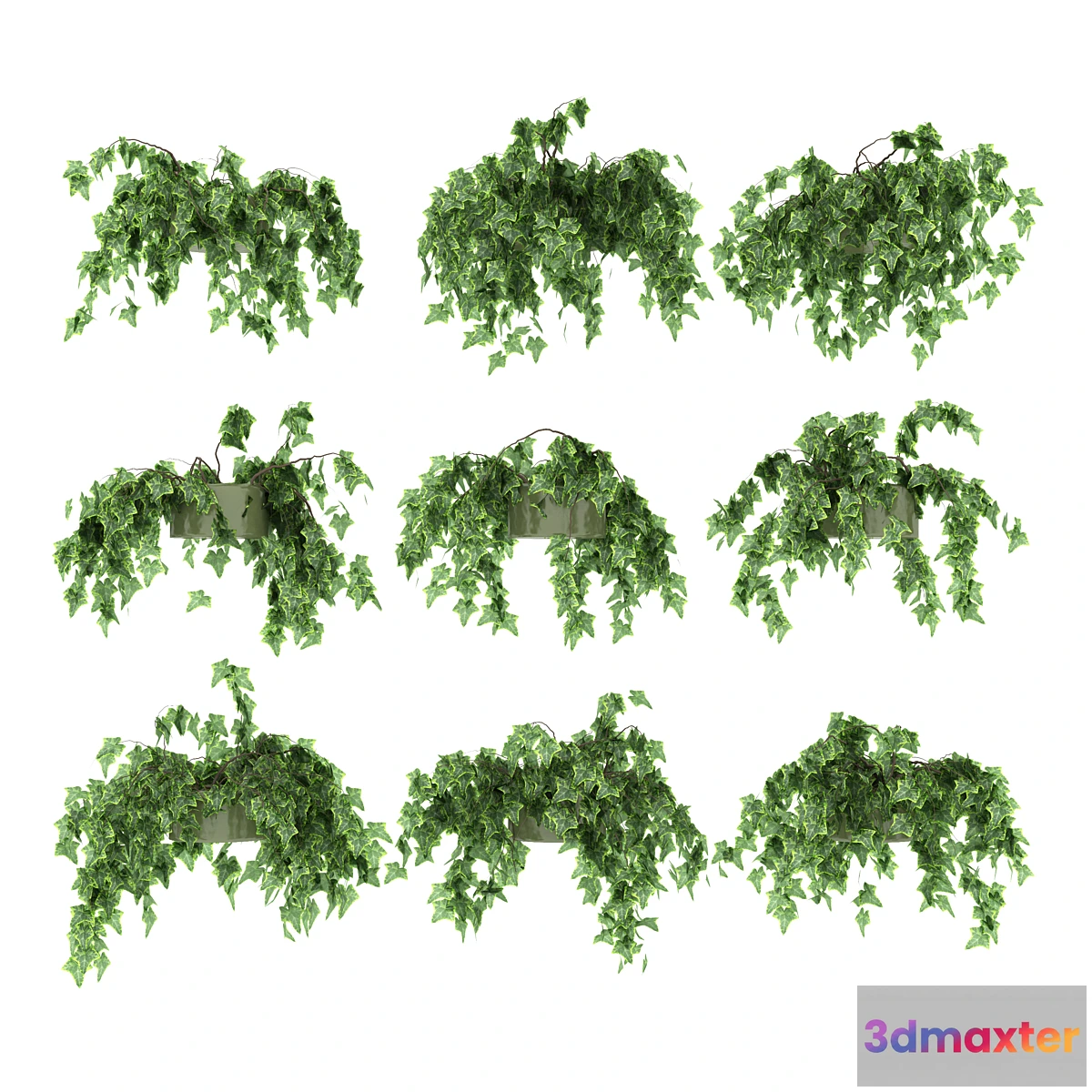 1401228 - Ivy in pot v2. 9 models 3D Max