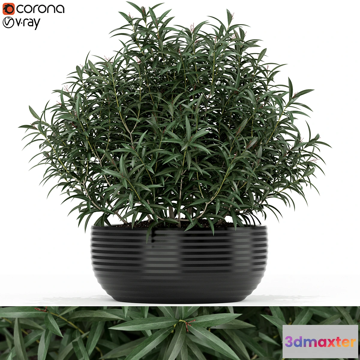 1401538 - Plants collection 169 3D Max