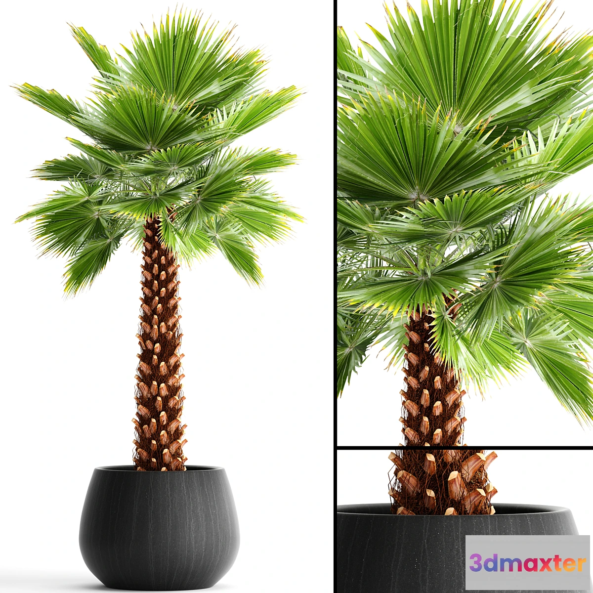 1401870 - Fan palm “Yalta 3D Max
