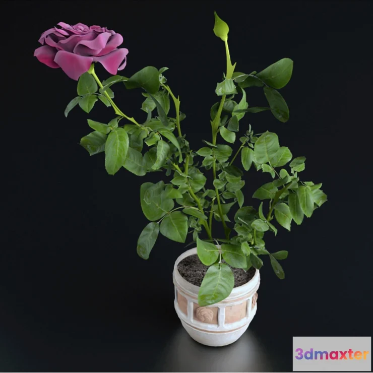 1402292 - Miniature Rose 3D Max