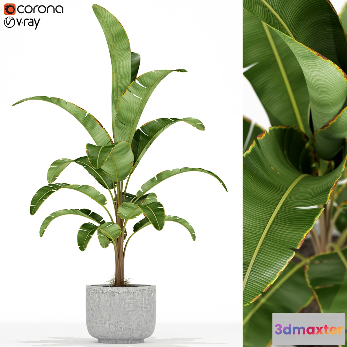 1402470 - Plants collection 174 3D Max