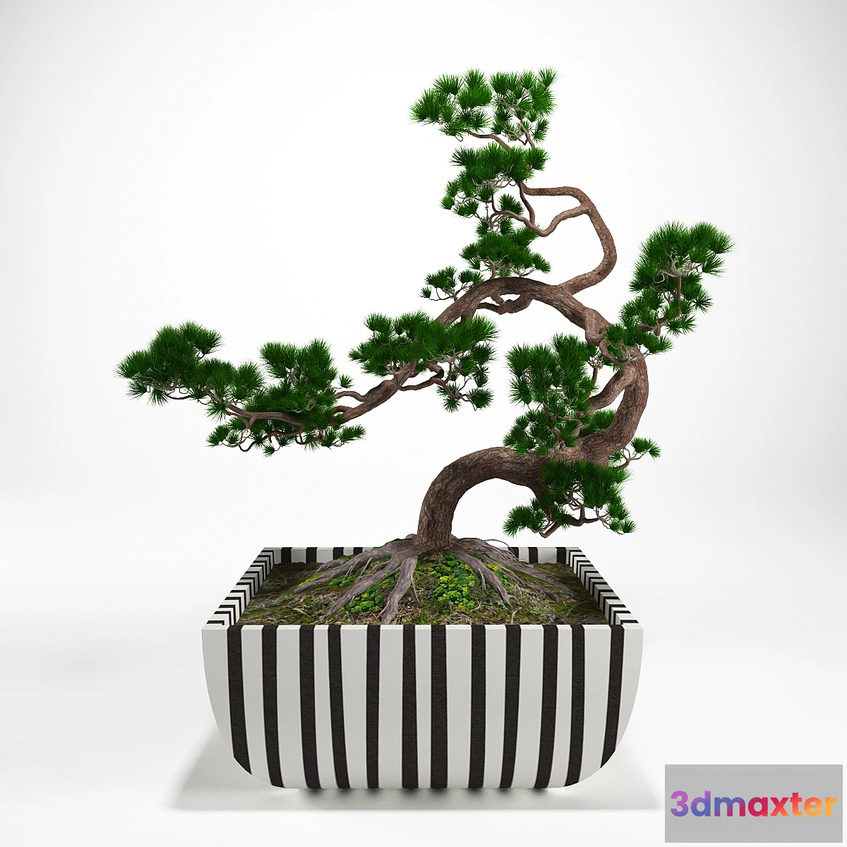 1402894 - Pine bonsai 3D Max