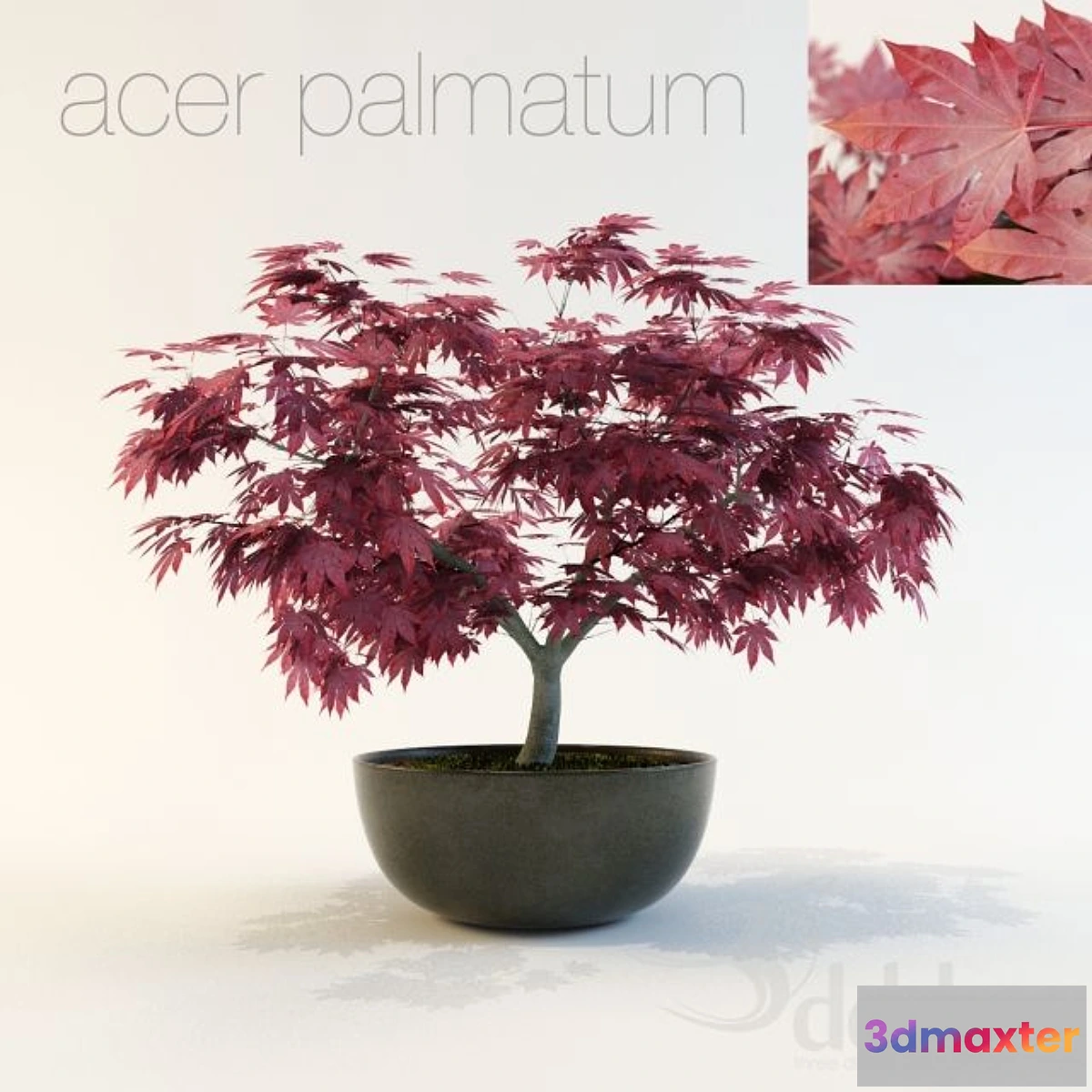 1403120 - Acer palmatum 3D Max