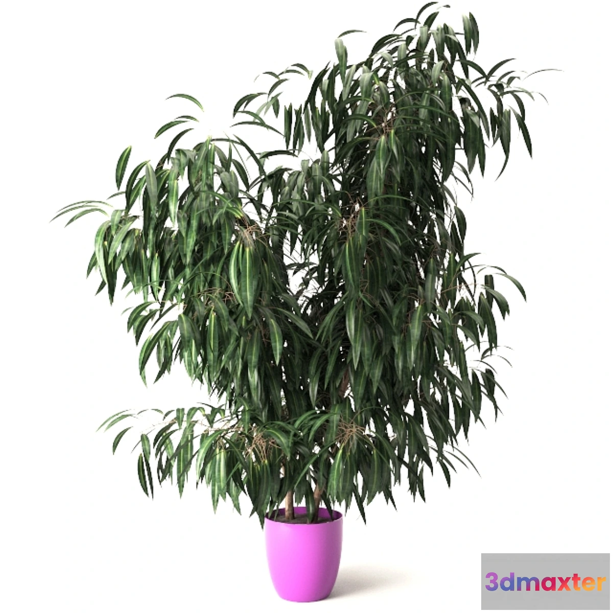 1403274 - Nerium oleander 3D Max