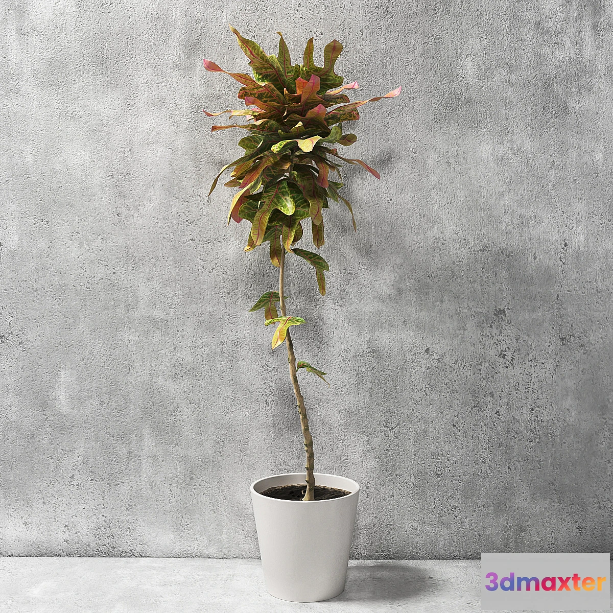 1403276 - Croton Plant 3D Max