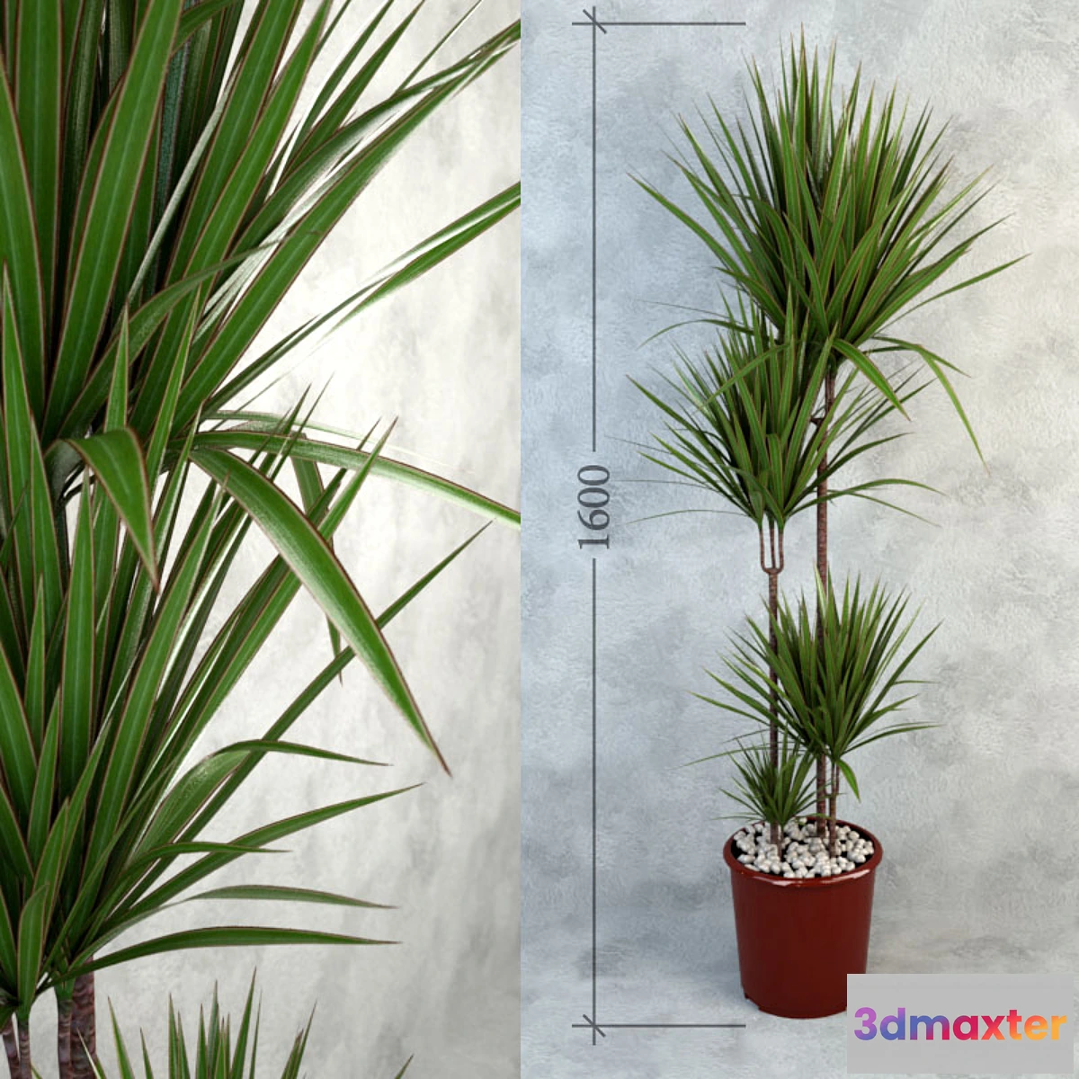 1404392 - Dracaena Bicolor 3D Max
