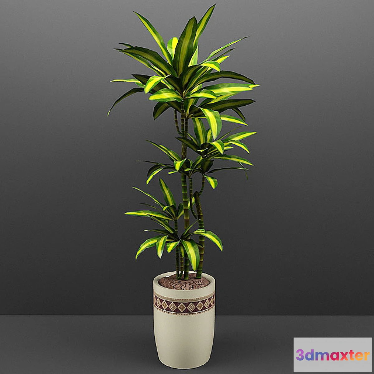 1404564 - Dracaena 3D Max