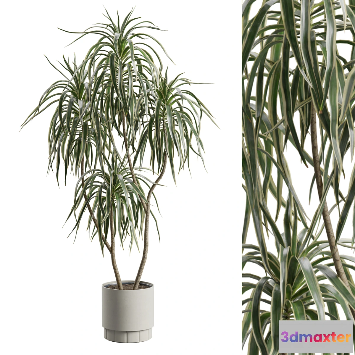 1404928 - Dracaena Variegata 3D Max