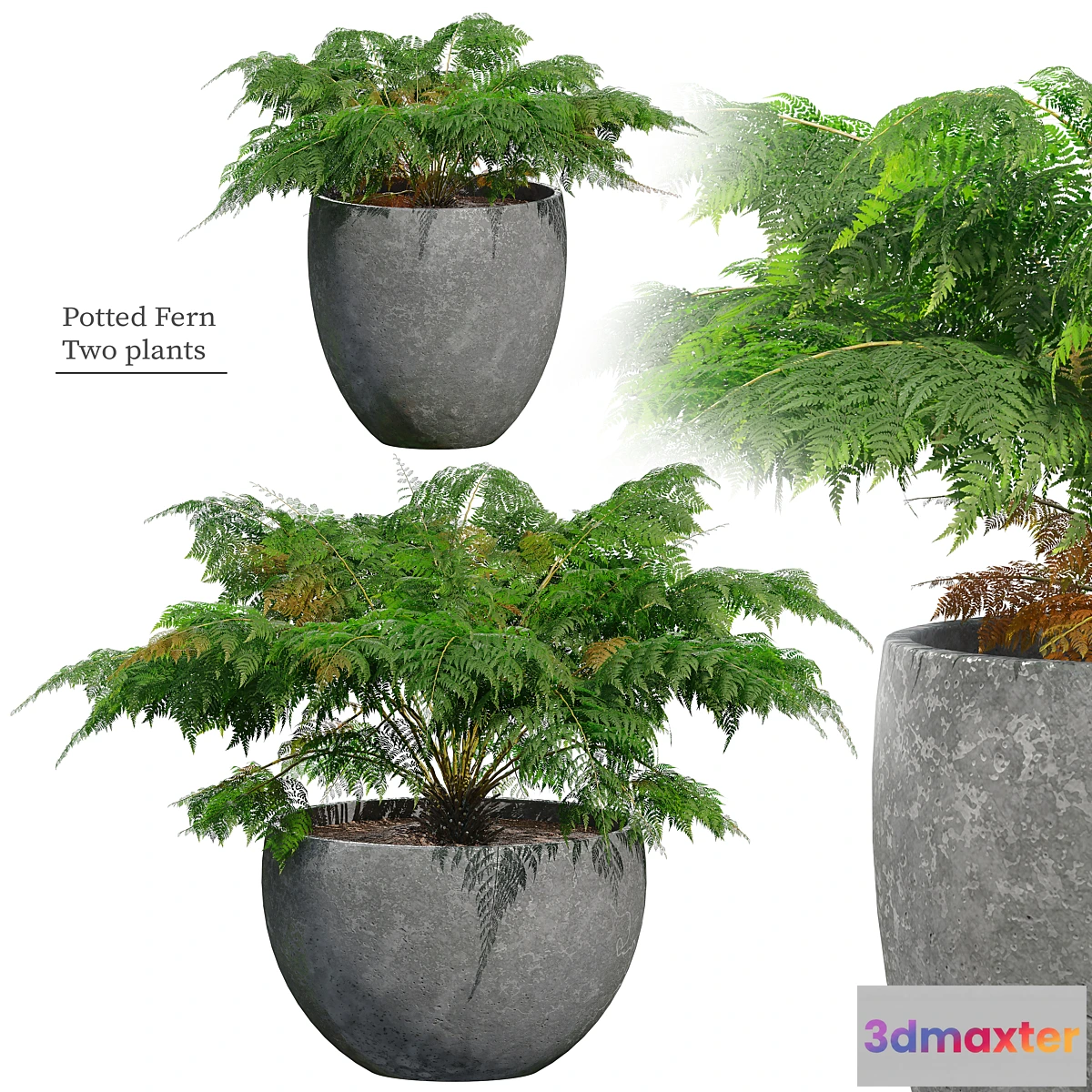 1405538 - Fern in pot 3D Max