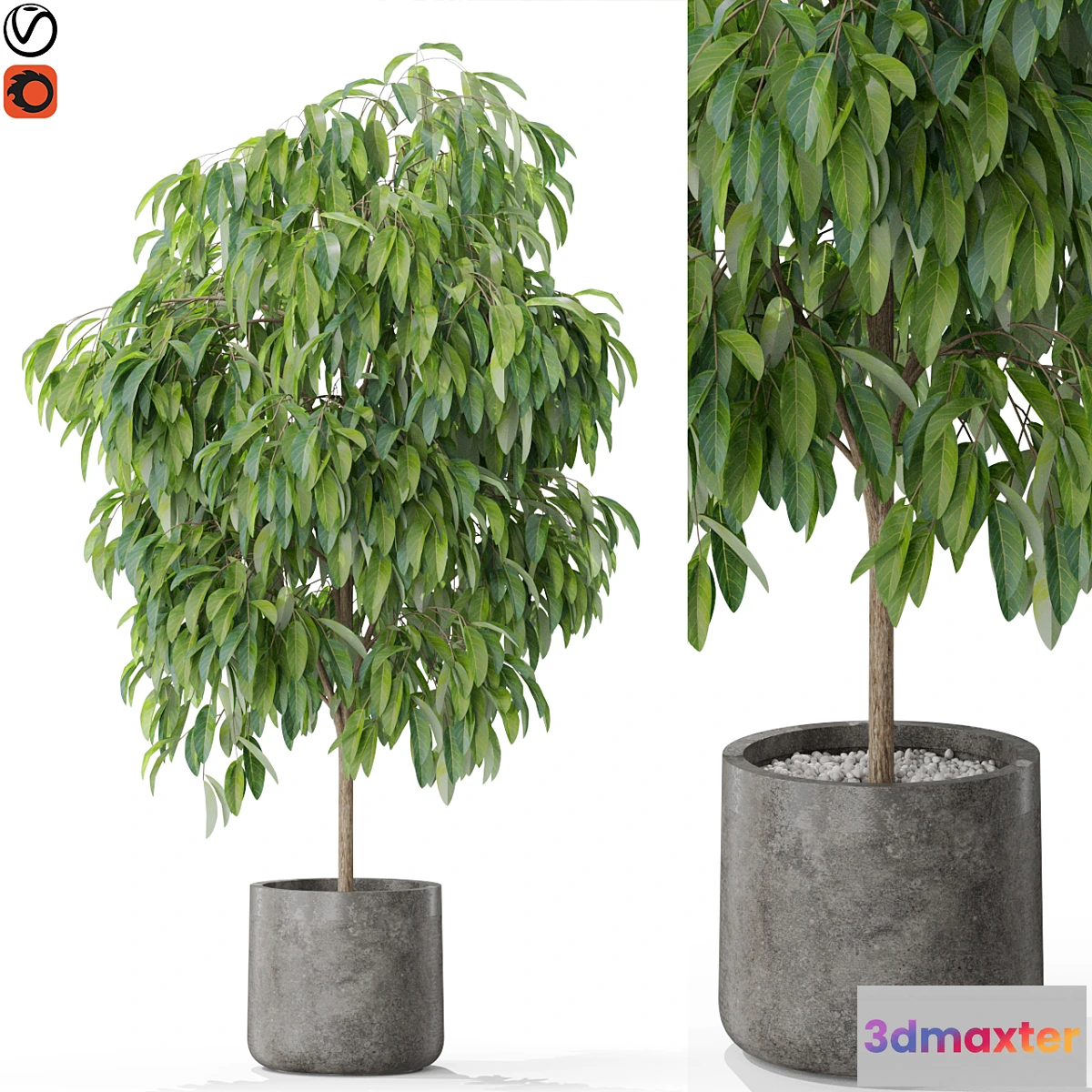 1405600 - Plants collection 577 3D Max