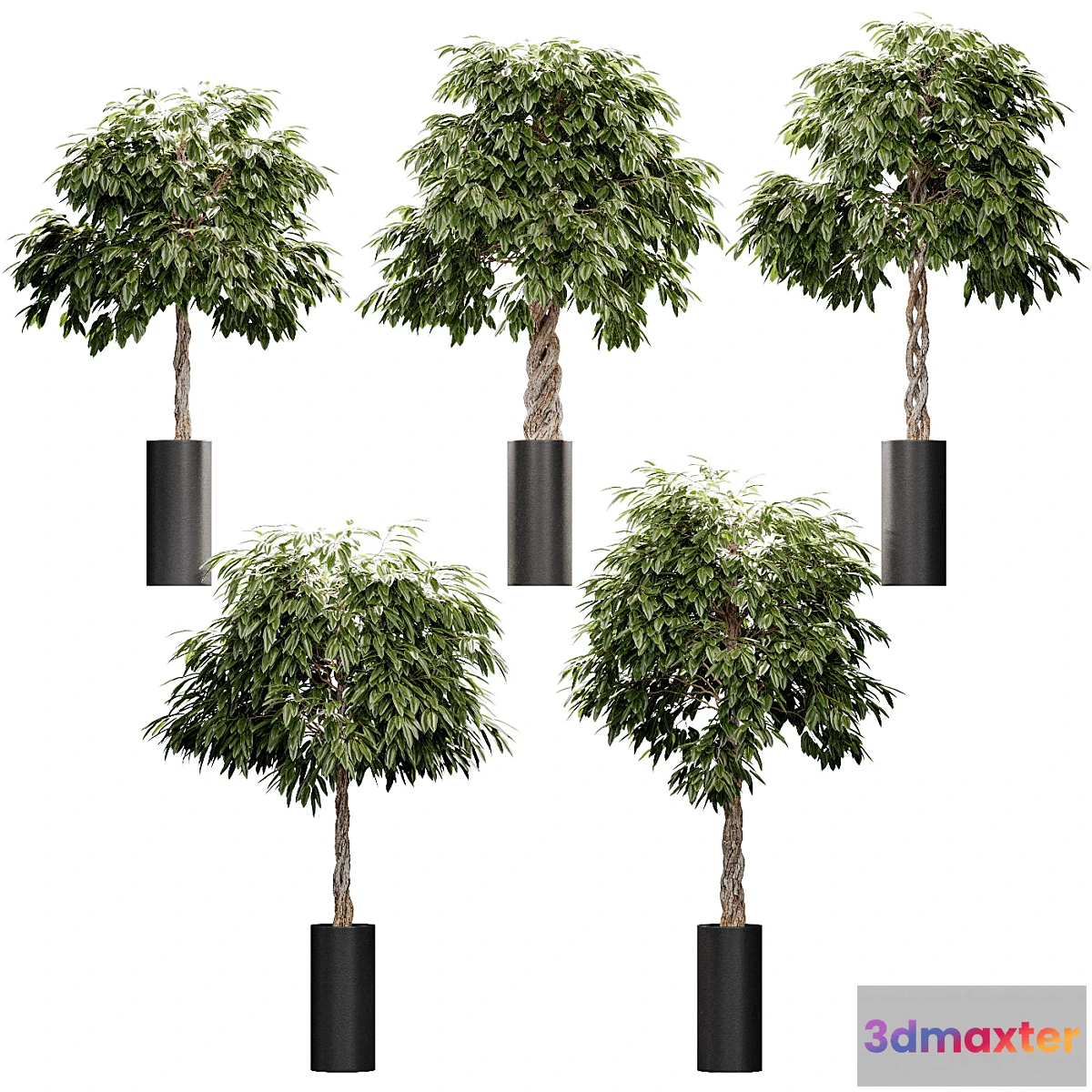 1406090 - The ficus is large. 5 models 3D Max