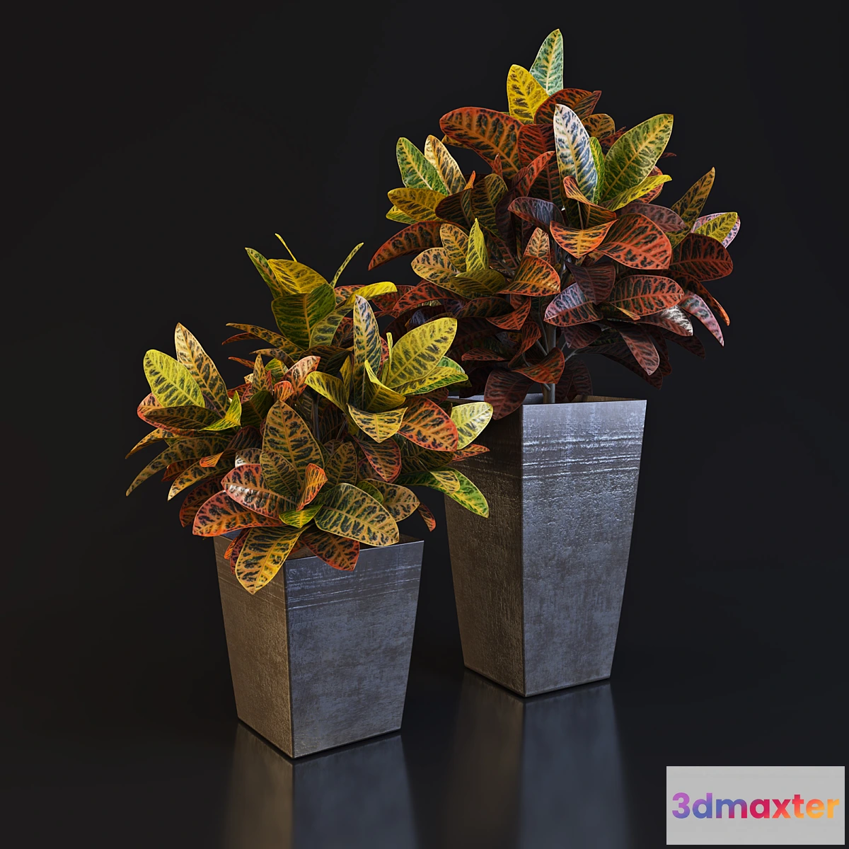 1407124 - Croton 3D Max