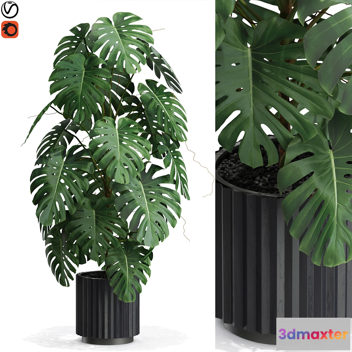 1408282 - Plants collection 583 3D Max