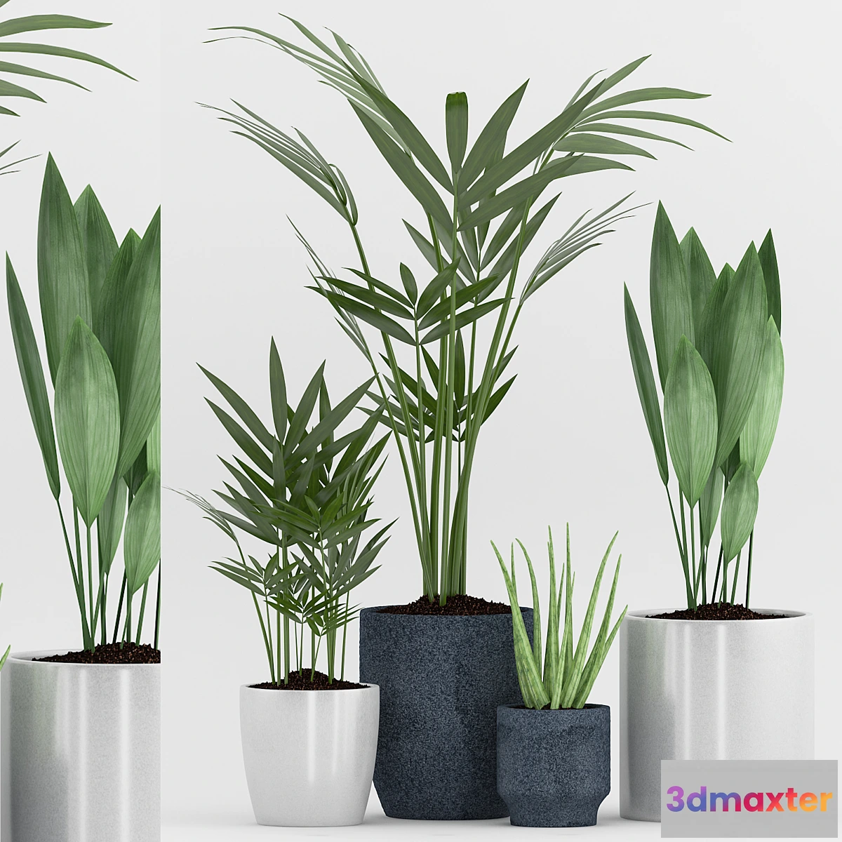 1409862 - Plant 75 3D Max