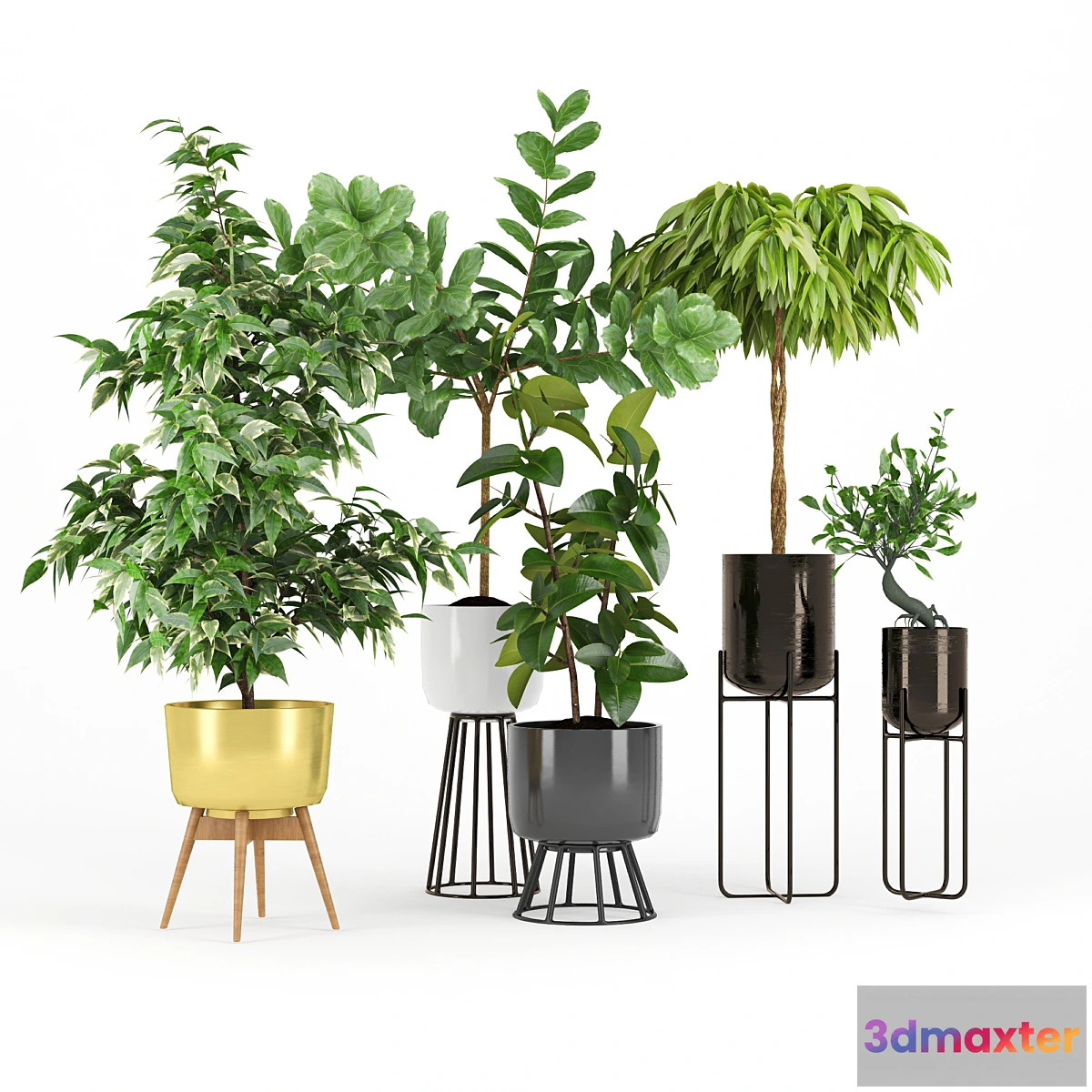1410524 - Ficus Set two 3D Max