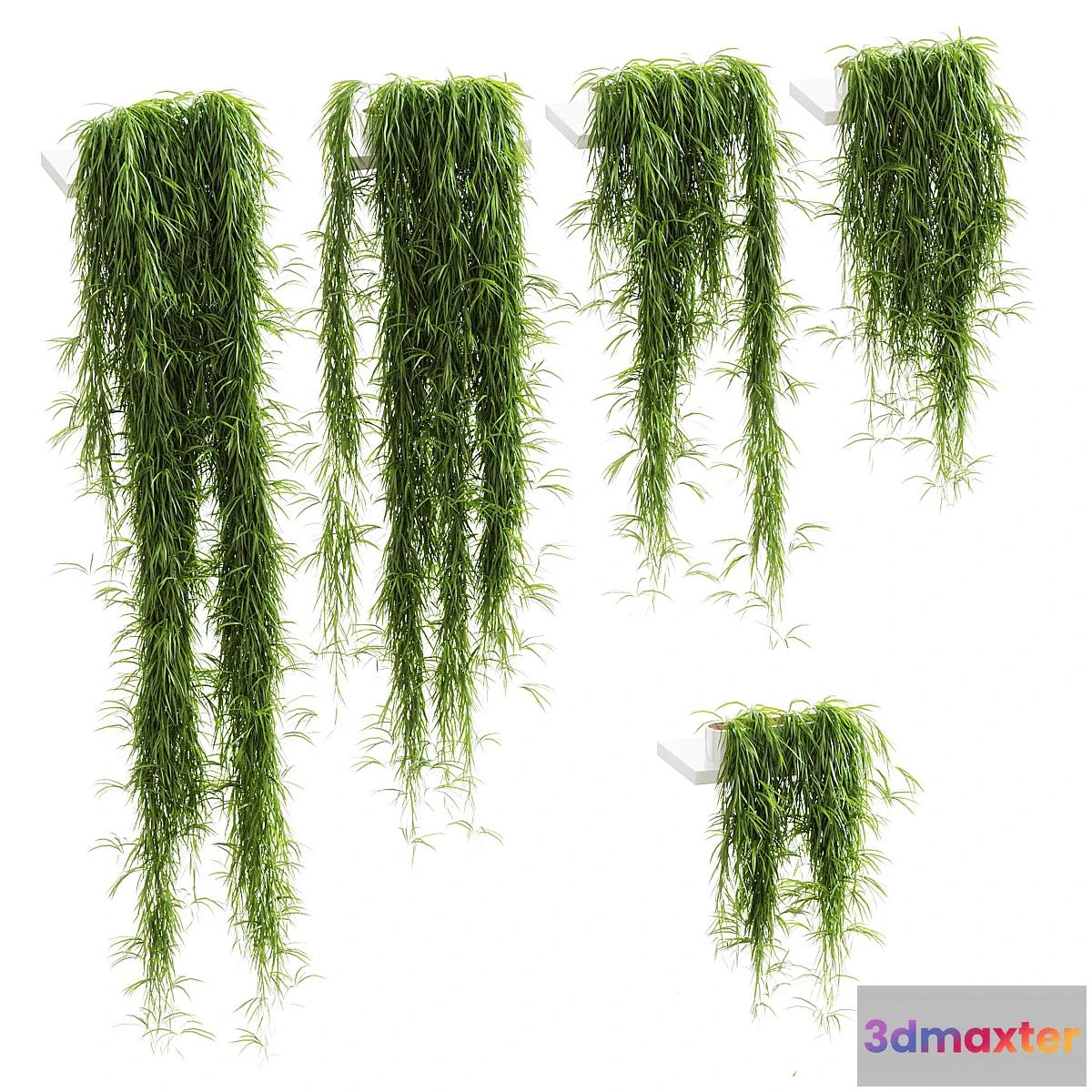 1410886 - Hanging plants for shelves. 5 models. set 1 3D Max