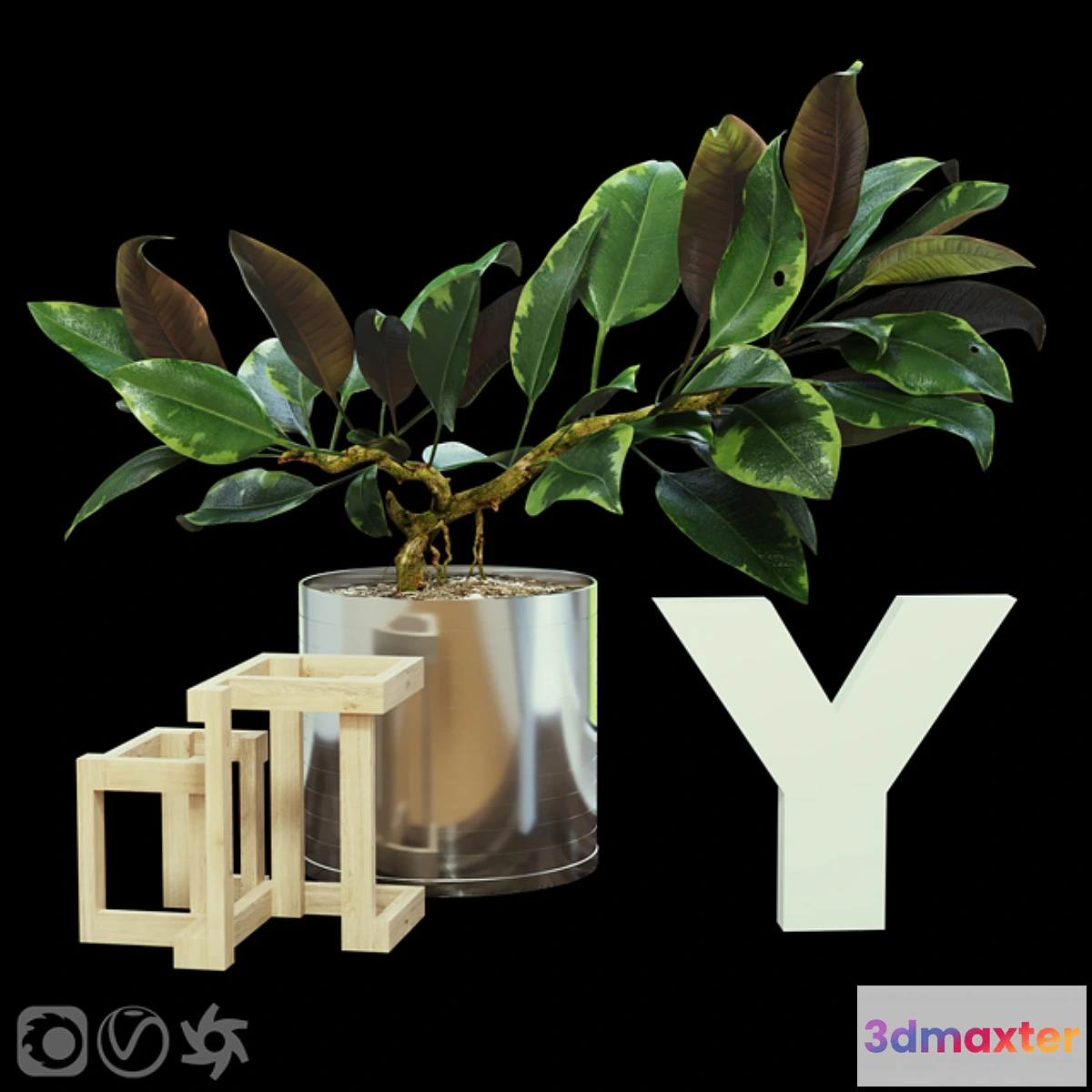 1411218 - Ficus 3D Max
