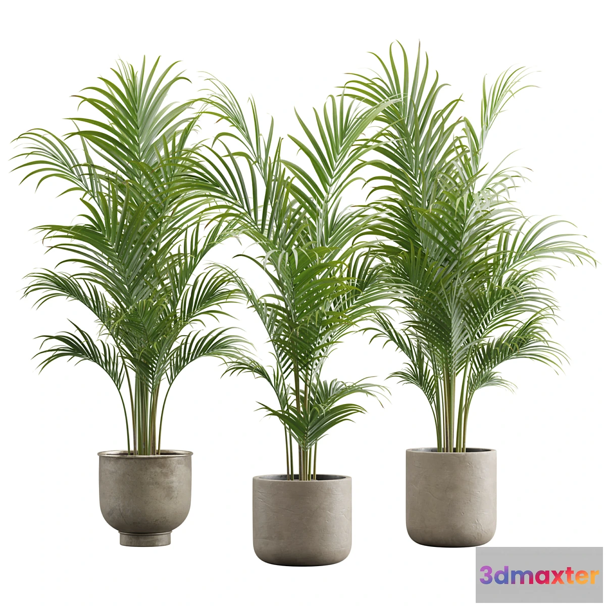 1411402 - Dypsis Lutescens Set - Areca Palm 3D Max