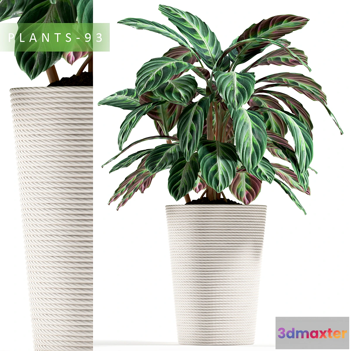 1411432 - PLANTS 93 3D Max