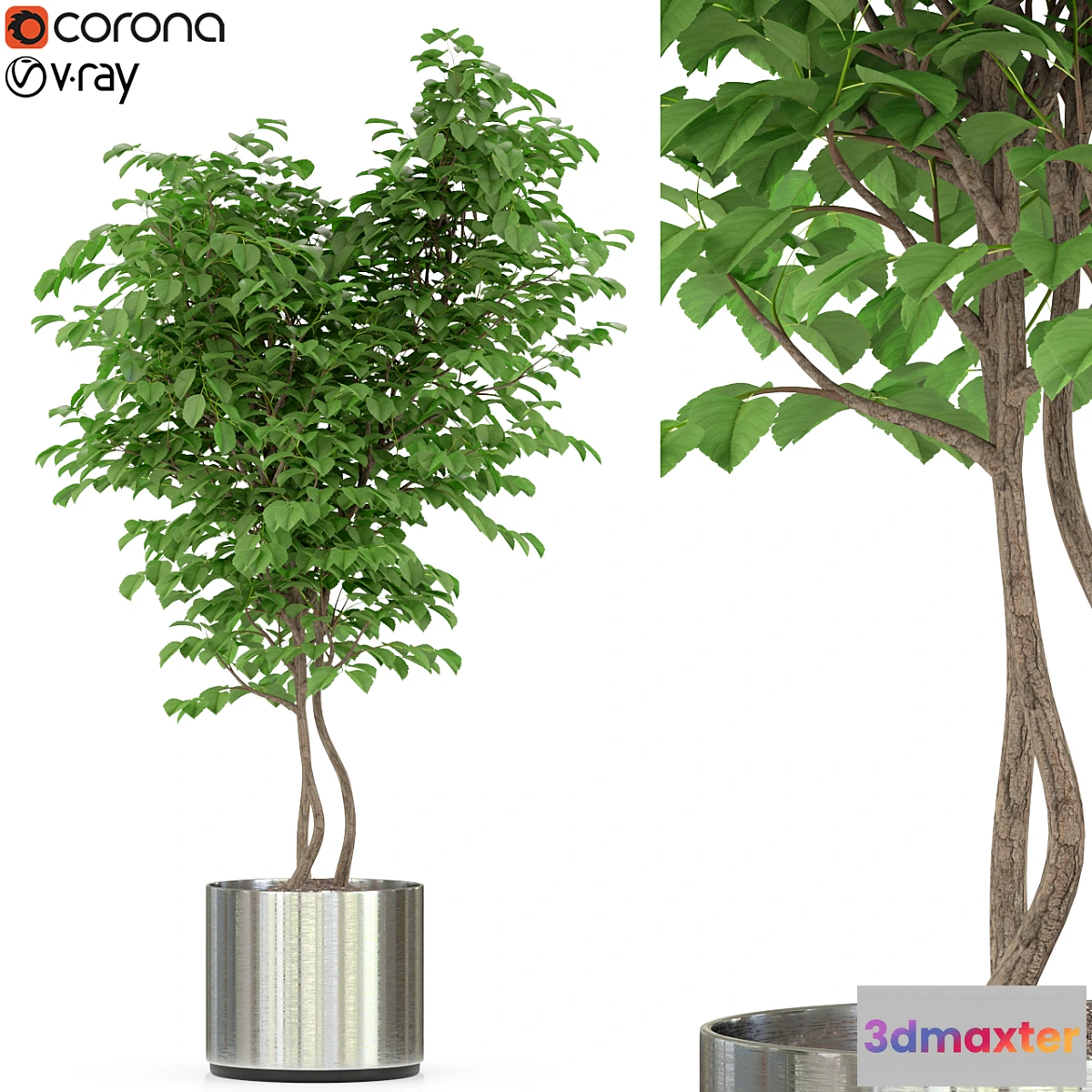 1412520 - Plants collection 244 3D Max