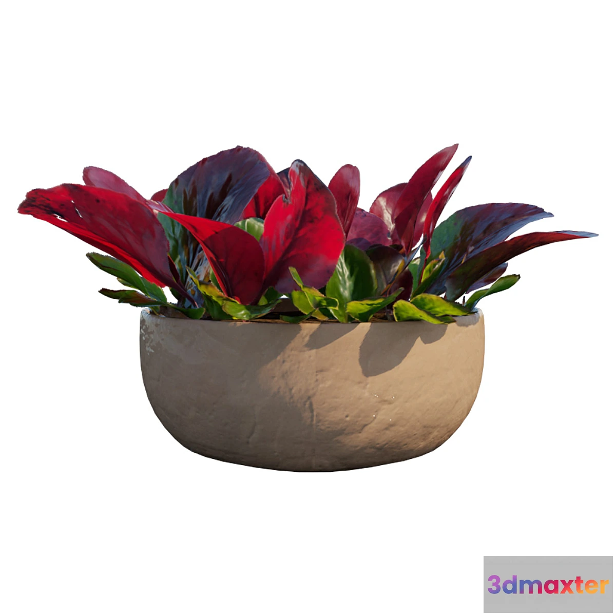 1413074 - Bergenia bergenia plant 3D Max