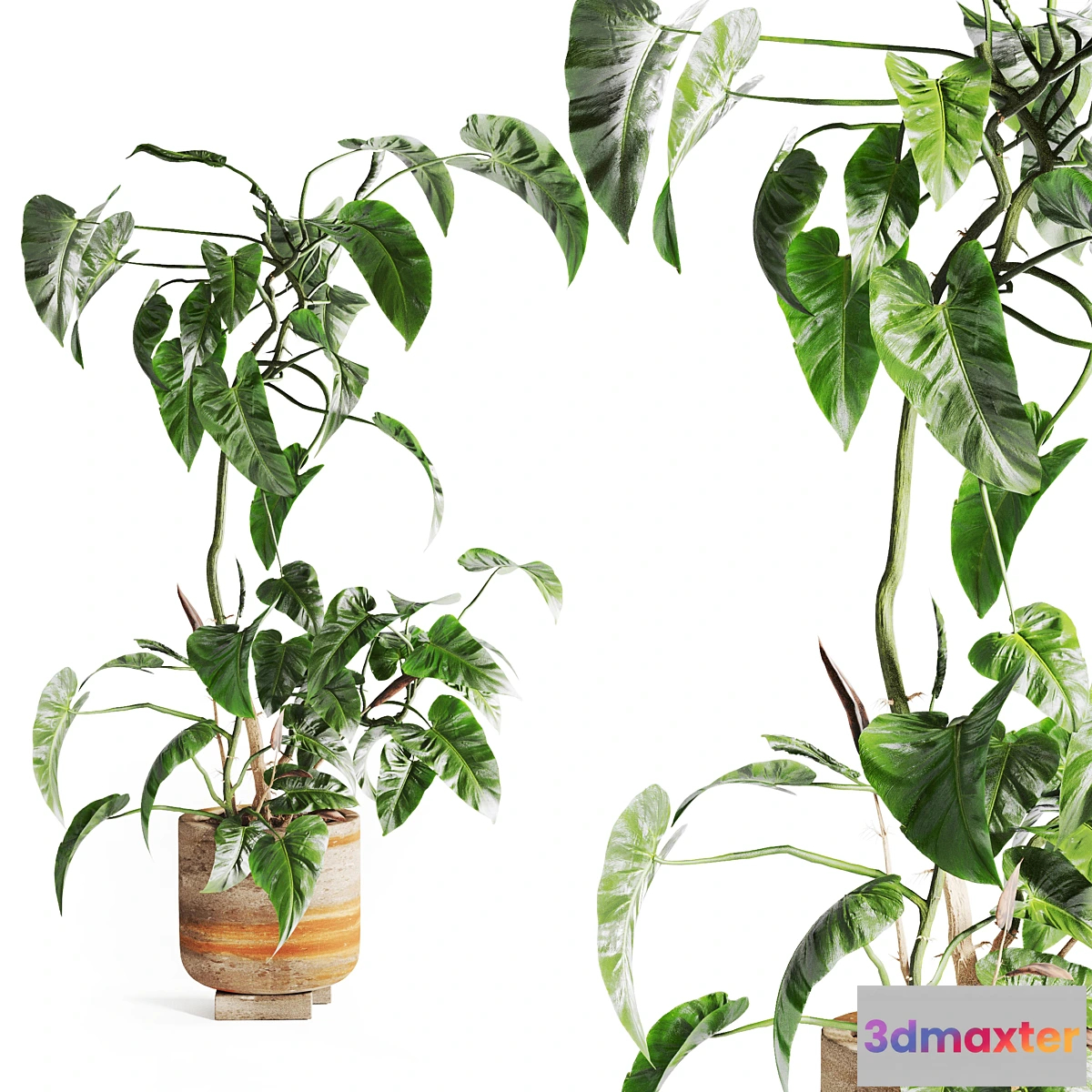 1413116 - pothos in concrete Pot 3D Max