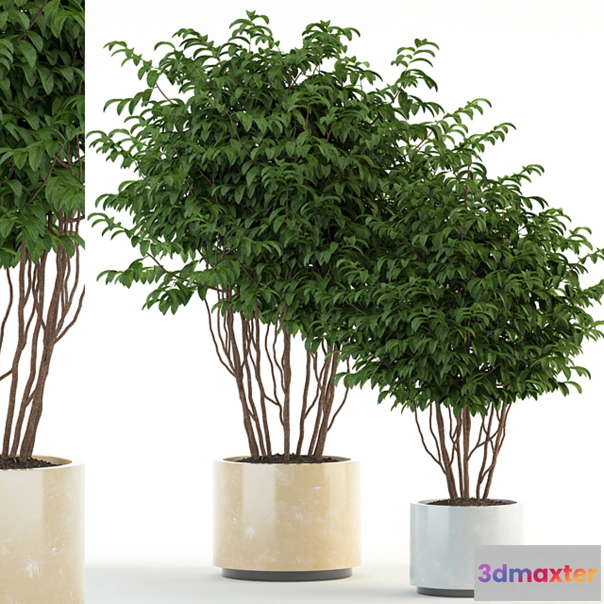 1413242 - Plants collection 91 3D Max