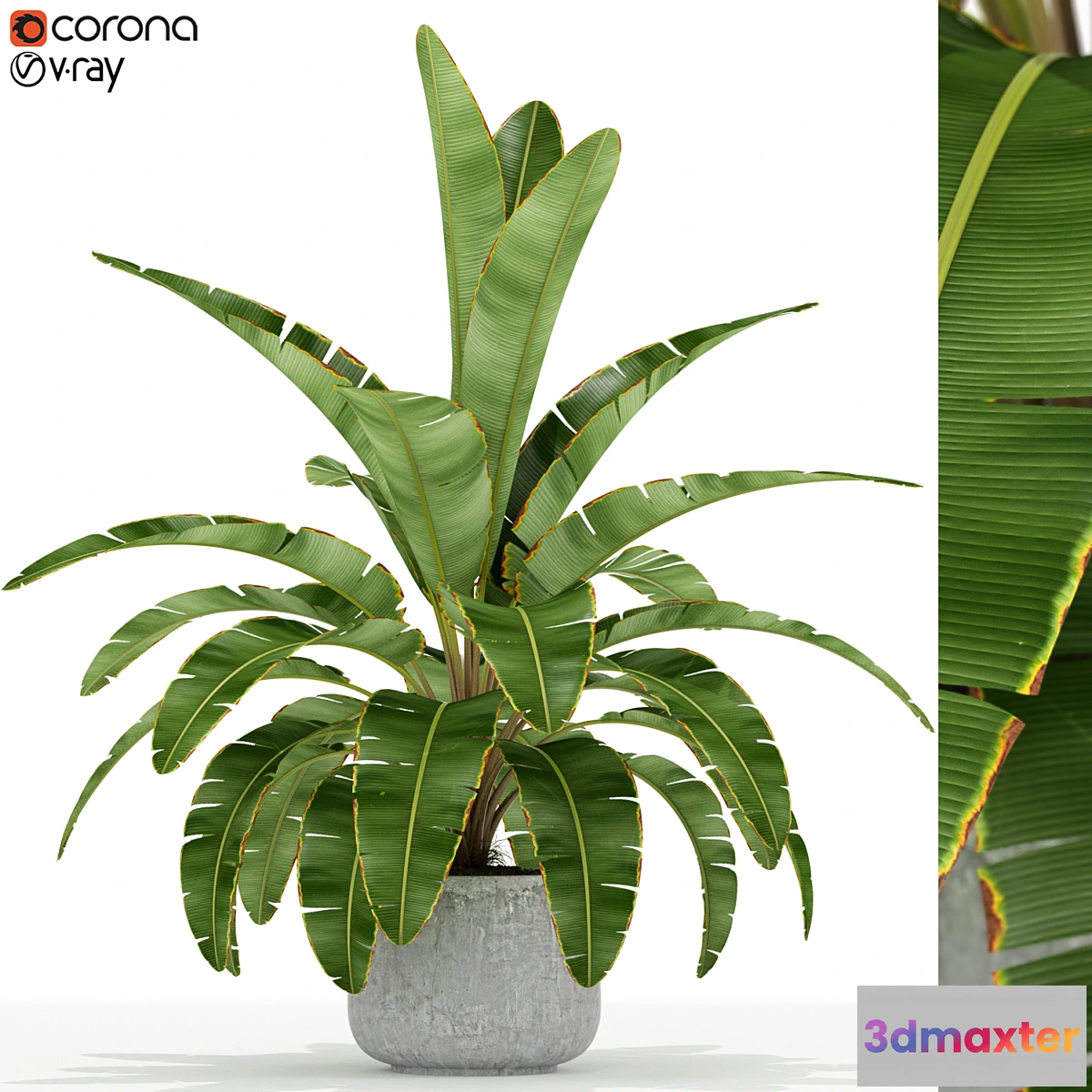 1413638 - Plants collection 173 3D Max