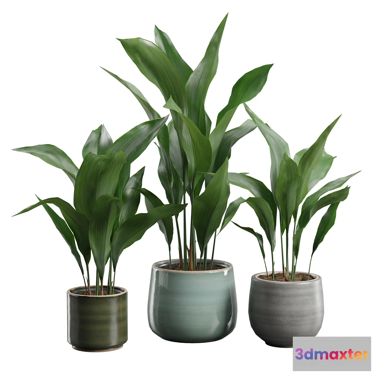 1414376 - Aspidistra Elatior Pack 3D Max