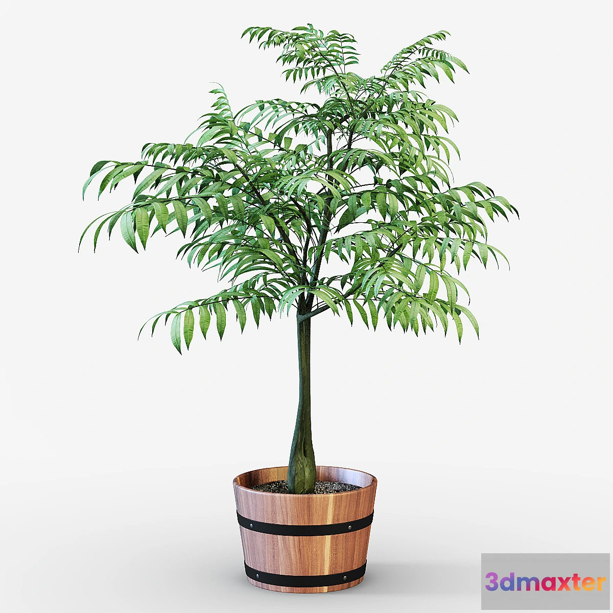 1415402 - Houseplant 3D Max
