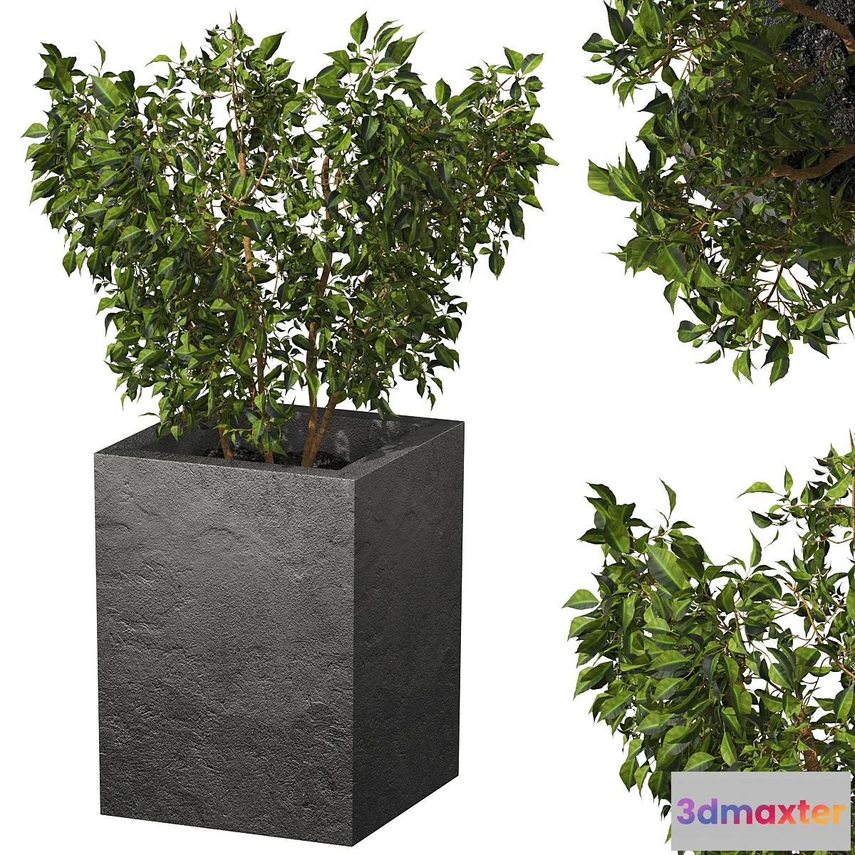 1416652 - ficus 3D Max