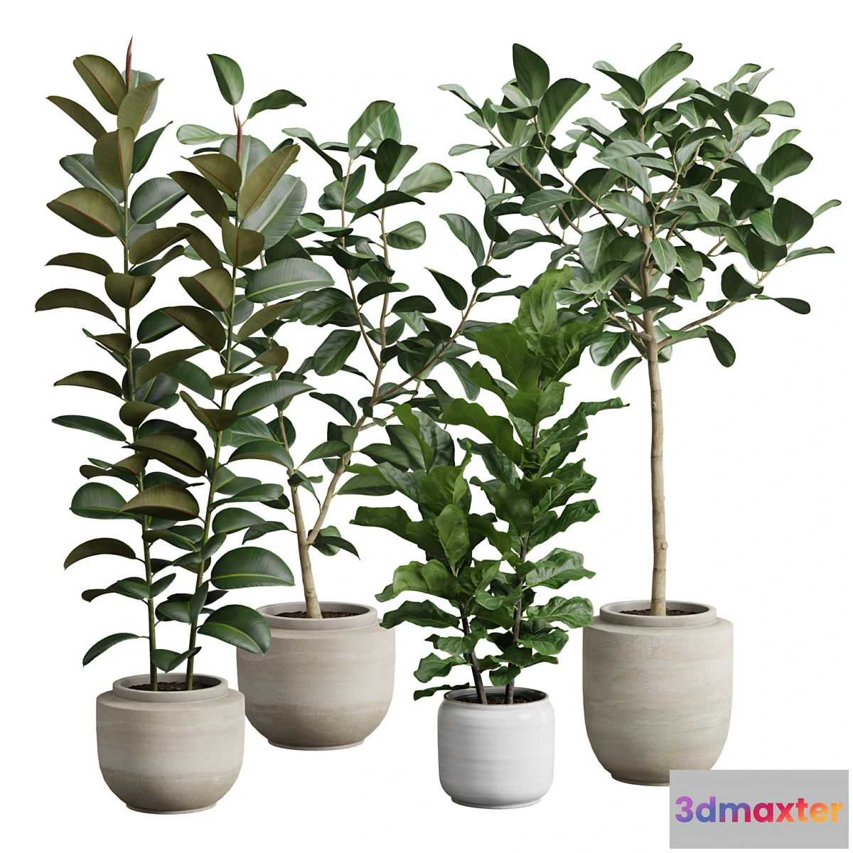 1418378 - Ficus Pack 3D Max