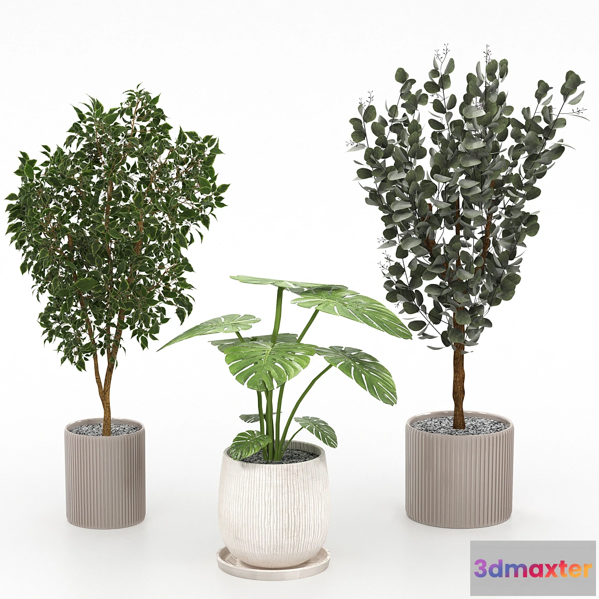 1419168 - Houseplants collection 3D Max