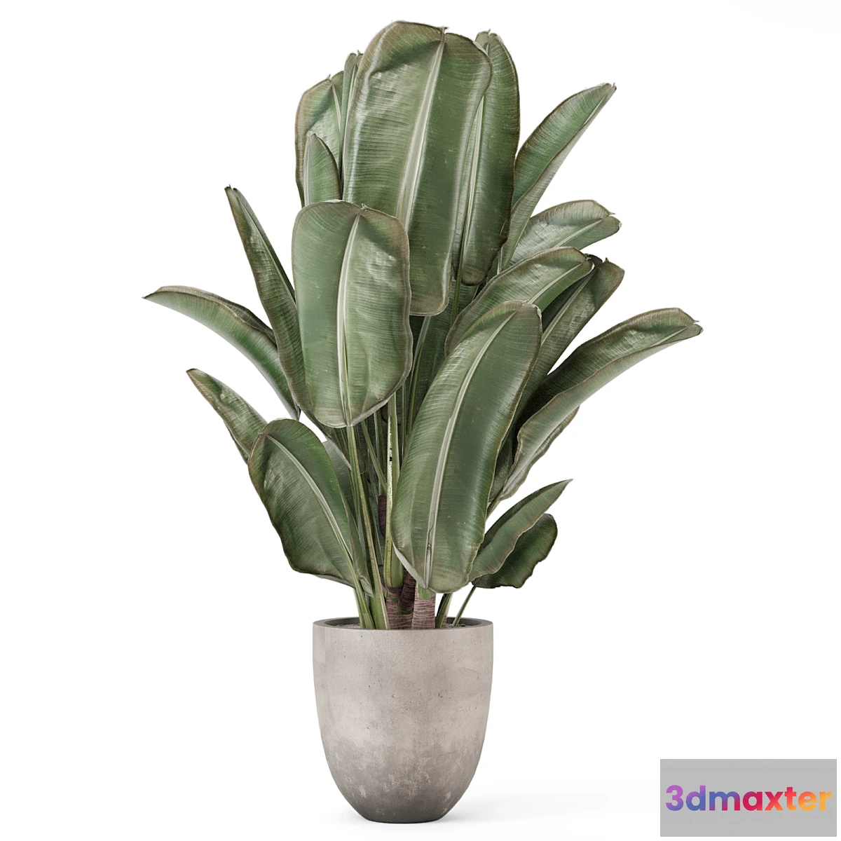 1419252 - Indoor Plants In Rusty Concrete Pot - Set 2239 3D Max