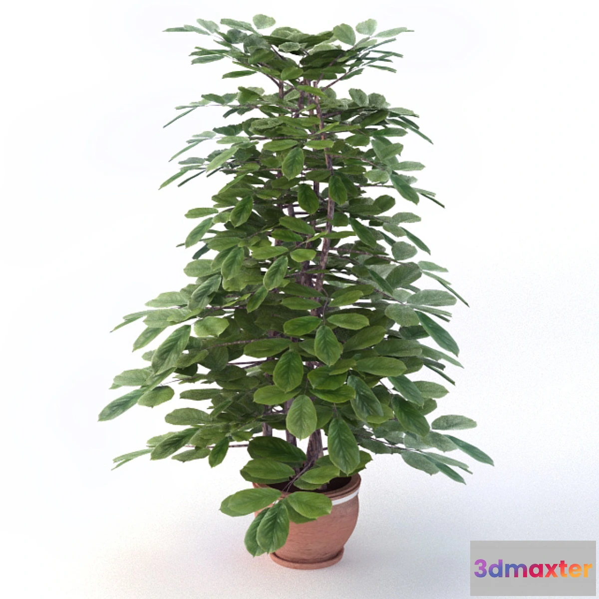 1420302 - Ornamental shrubs 3D Max